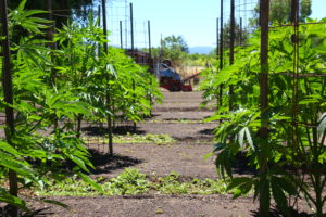 Legal Marijuana Growing