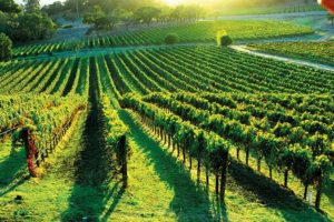 Wine Tours Near Me: Napa Valley Wine Tours & Sonoma Valley ...