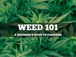 Beginners Guide to Weed