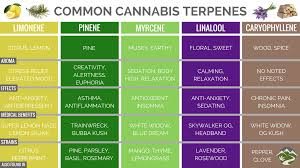 Common Cannabis Terpenes